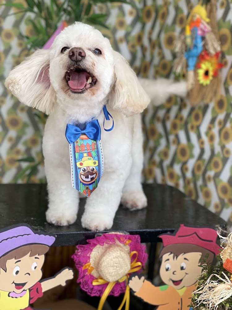 Banho E Tosa PATRULHA CANINA